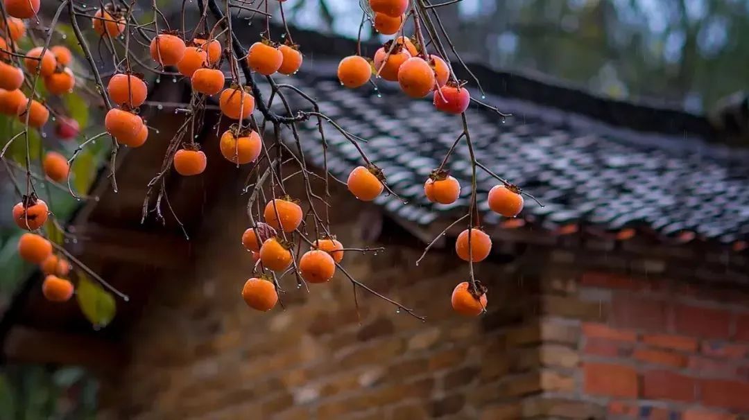霜降到了，田里的事你知道多少？