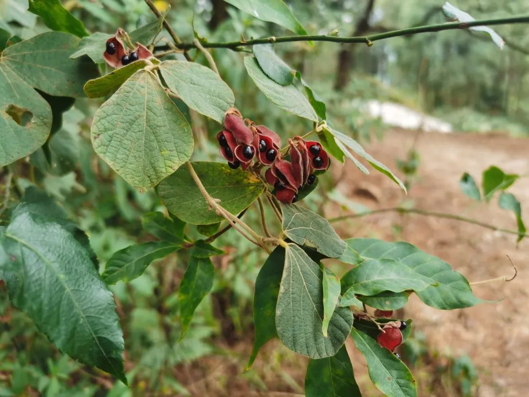 花城控股集團 花城控股集團