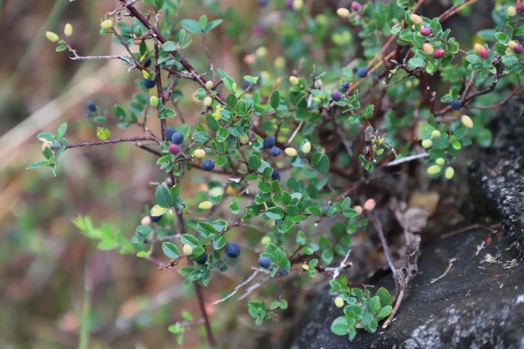 花城控股集團 花城控股集團