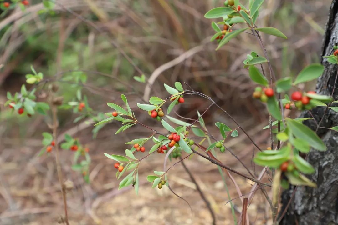 花城控股集團 花城控股集團
