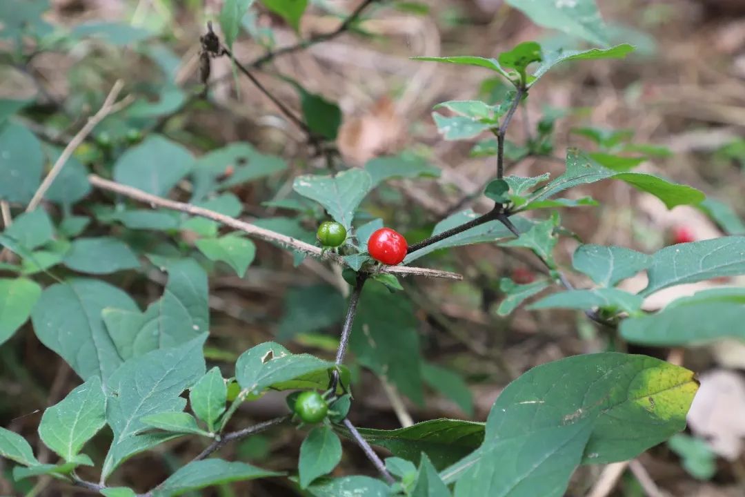 花城控股集團 花城控股集團